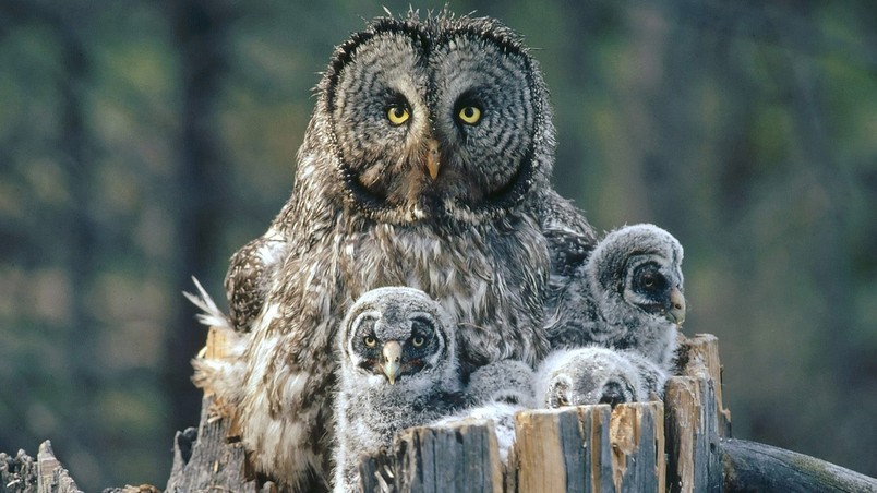 owl-family-background